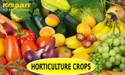 बागवानी फसलों के प्रति बढ़ी किसानों की रुची, बागवानी उत्पादन 329.86 मिलियन टन के रिकॉर्ड स्तर पर पहुँचा